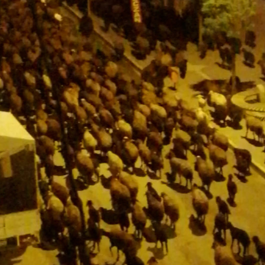 Iğdırda vatandaşlar sahura koyun sesleriyle uyandı